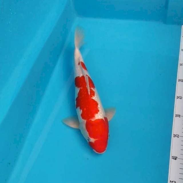 Kohaku ginrin original 34cm 