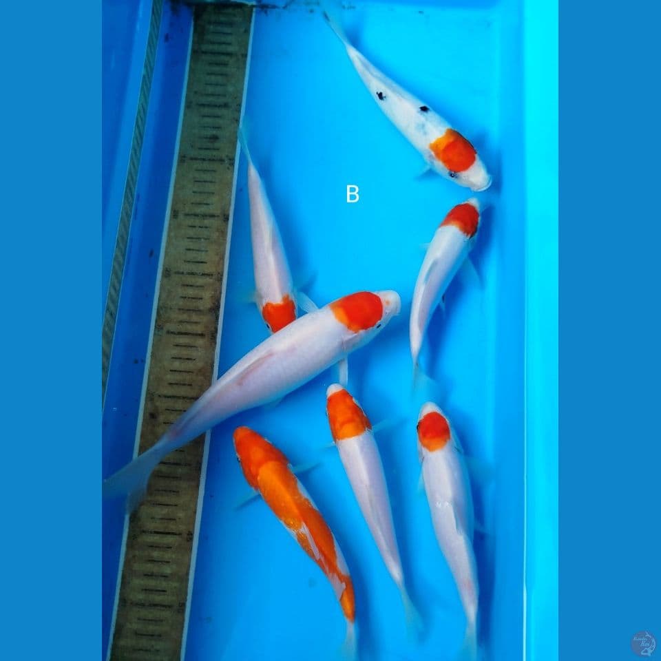 Mix 20/25cm