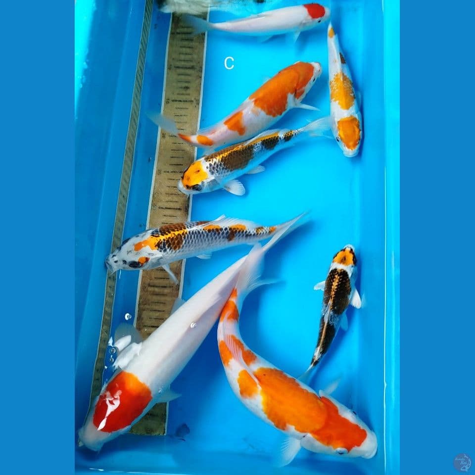 Mix 20/30cm