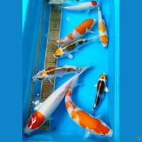 Mix 20/30cm