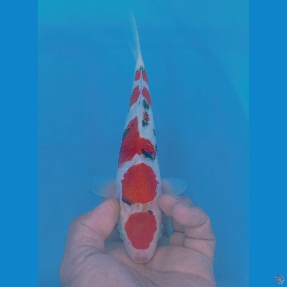 MARUTEN SANKE 23CM