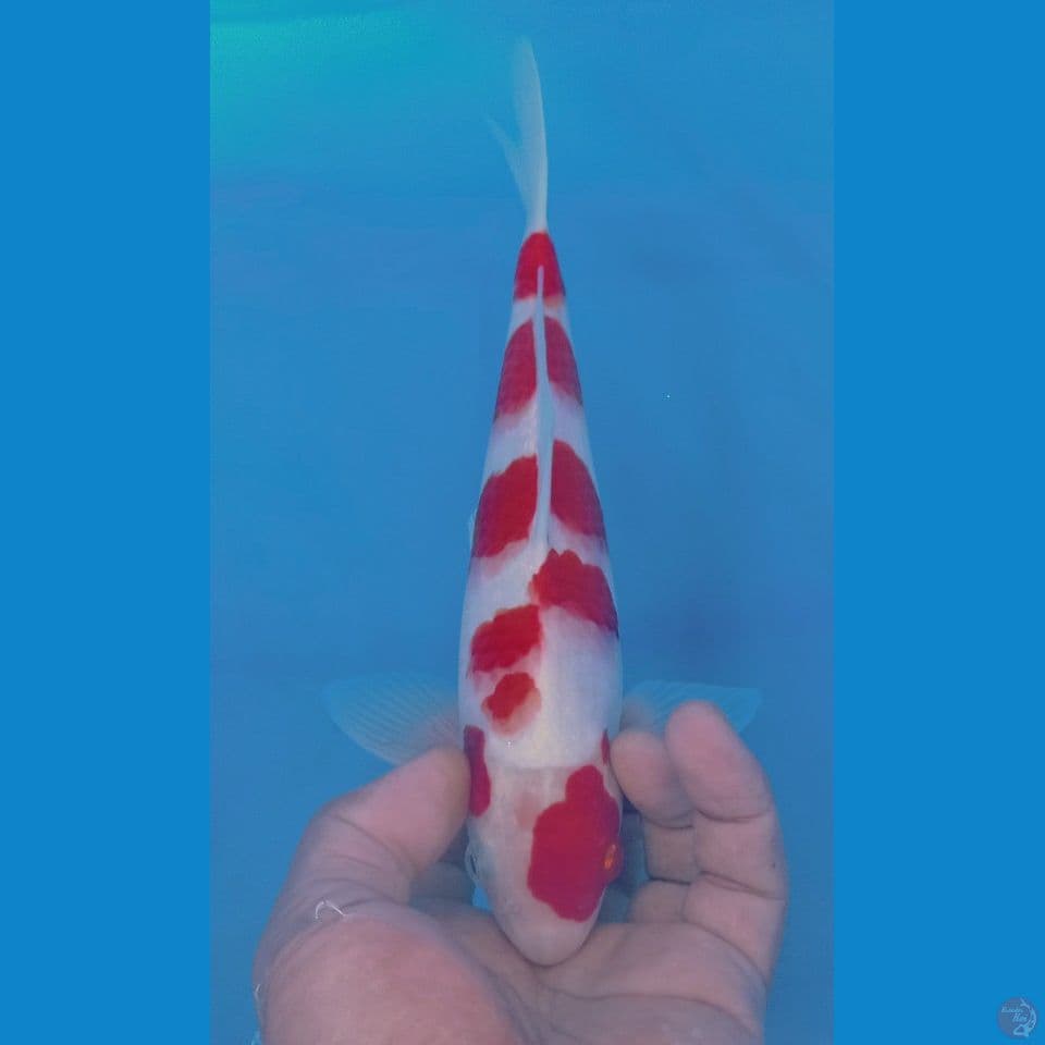 KOHAKU 25CM