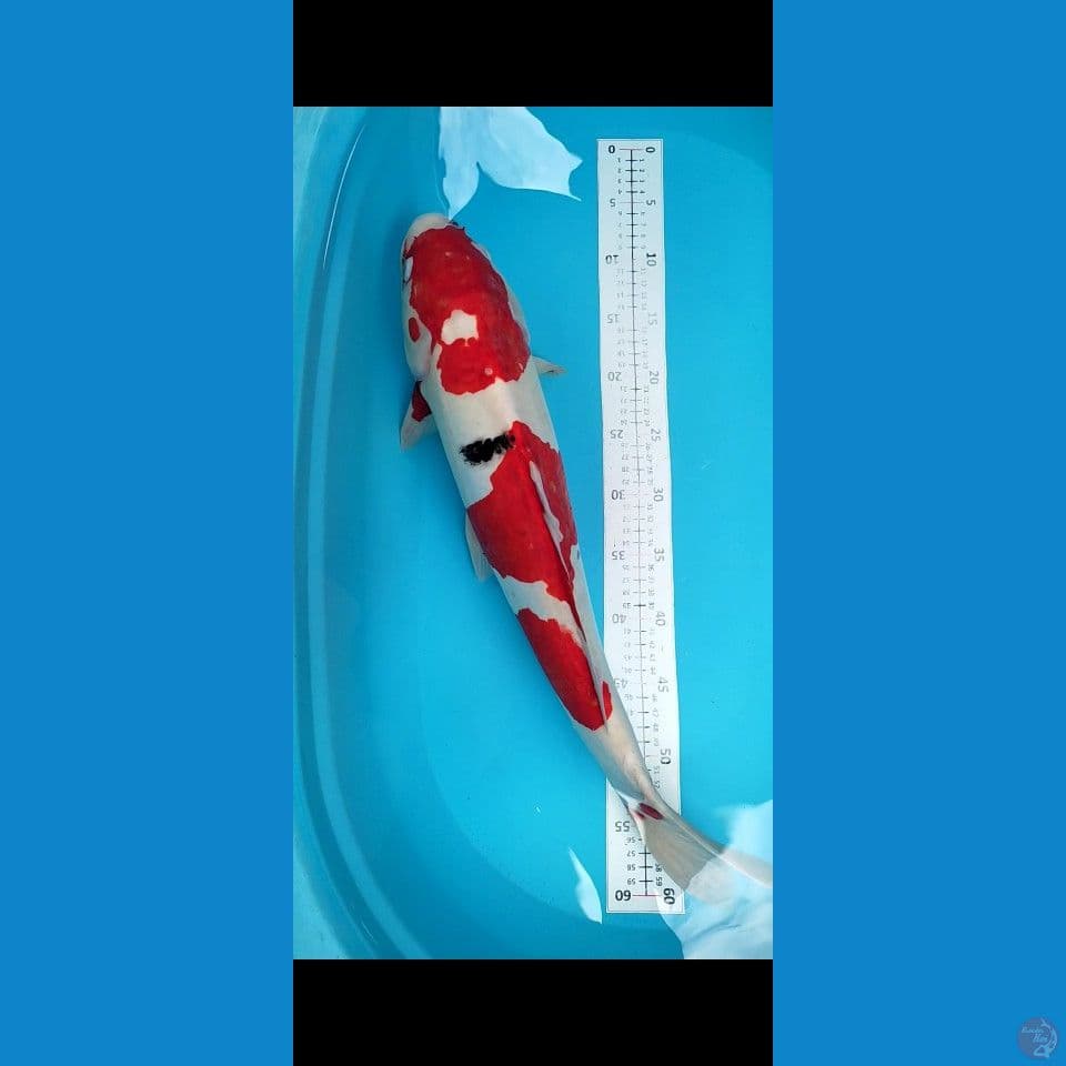 Doitsu murni Jantan 55cm