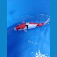 indukan sanke doitsu 35cm