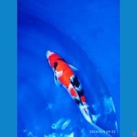 showa bodi terpedo. 37cm fm