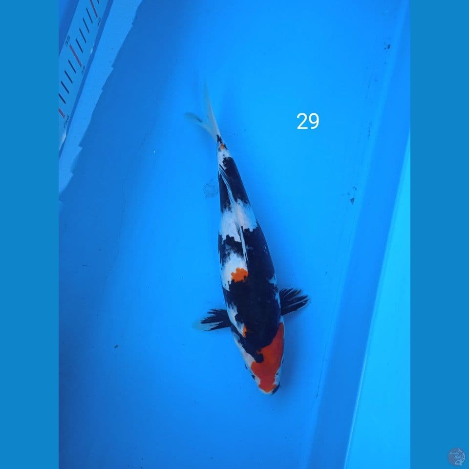 showa 29cm