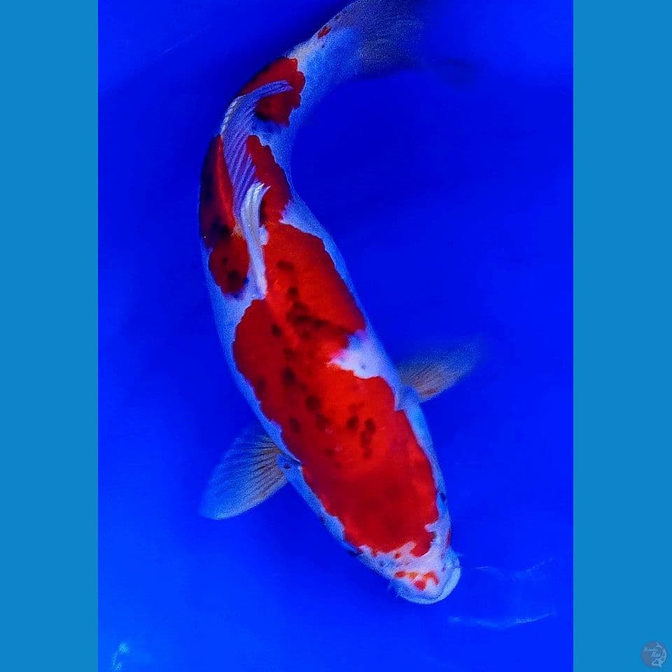 45cm jumbo super red inazuma goshiki gendong telur