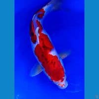 45cm jumbo super red inazuma goshiki gendong telur