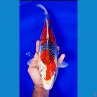 37cm super red kuro goshiki f