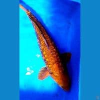 45cm cagoi tembaga sisik naga ml