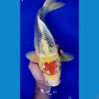 45cm tanco goshiki ml