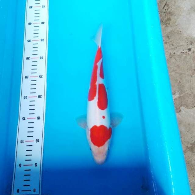 HIGH KOHAKU