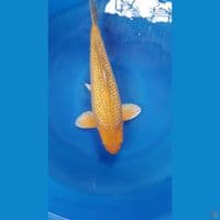 karamel ginrin 43cm male