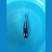 CS 1 • KABUTO • 22 CM