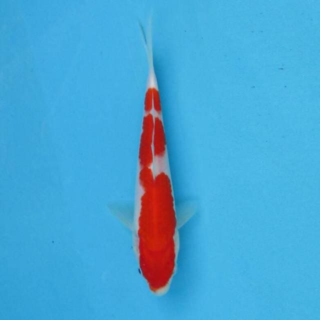 BKS ( Kohaku 18 cm )