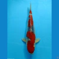 GOSIKI 36 CM 