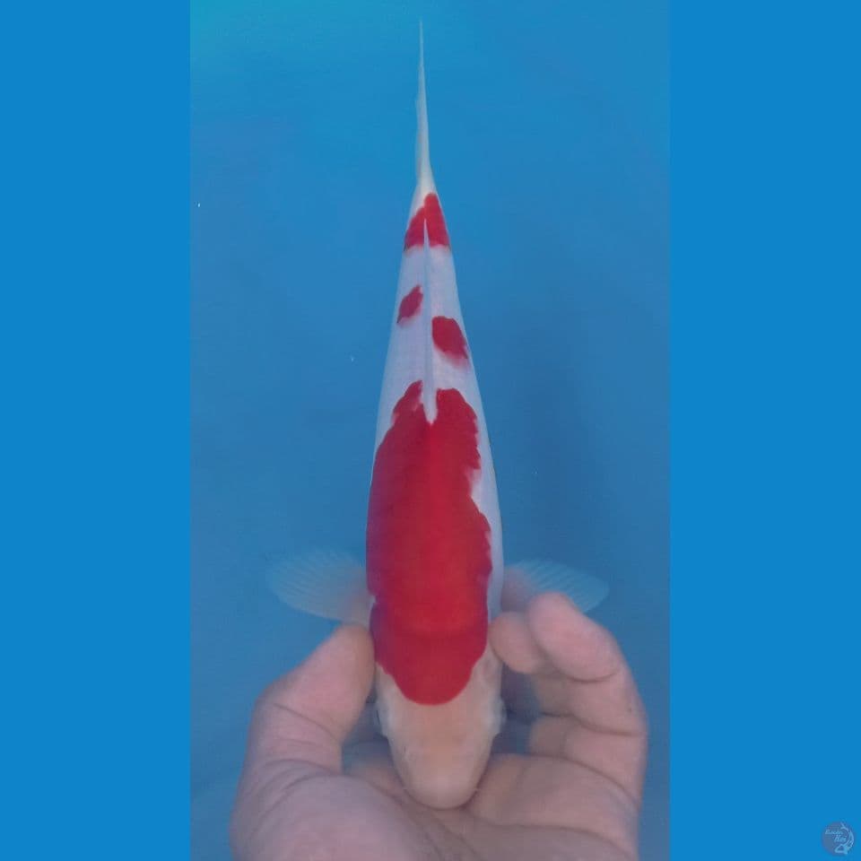 KOHAKU 28CM