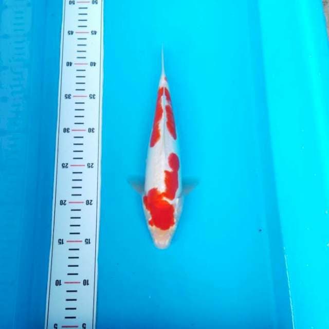 KOHAKU ORI