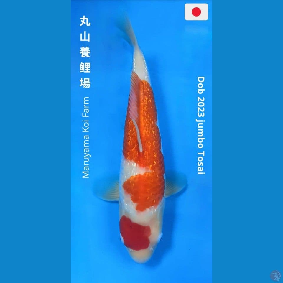 Kohaku Ginrin 35cm Maruyama