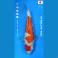 Kohaku Ginrin 35cm Maruyama
