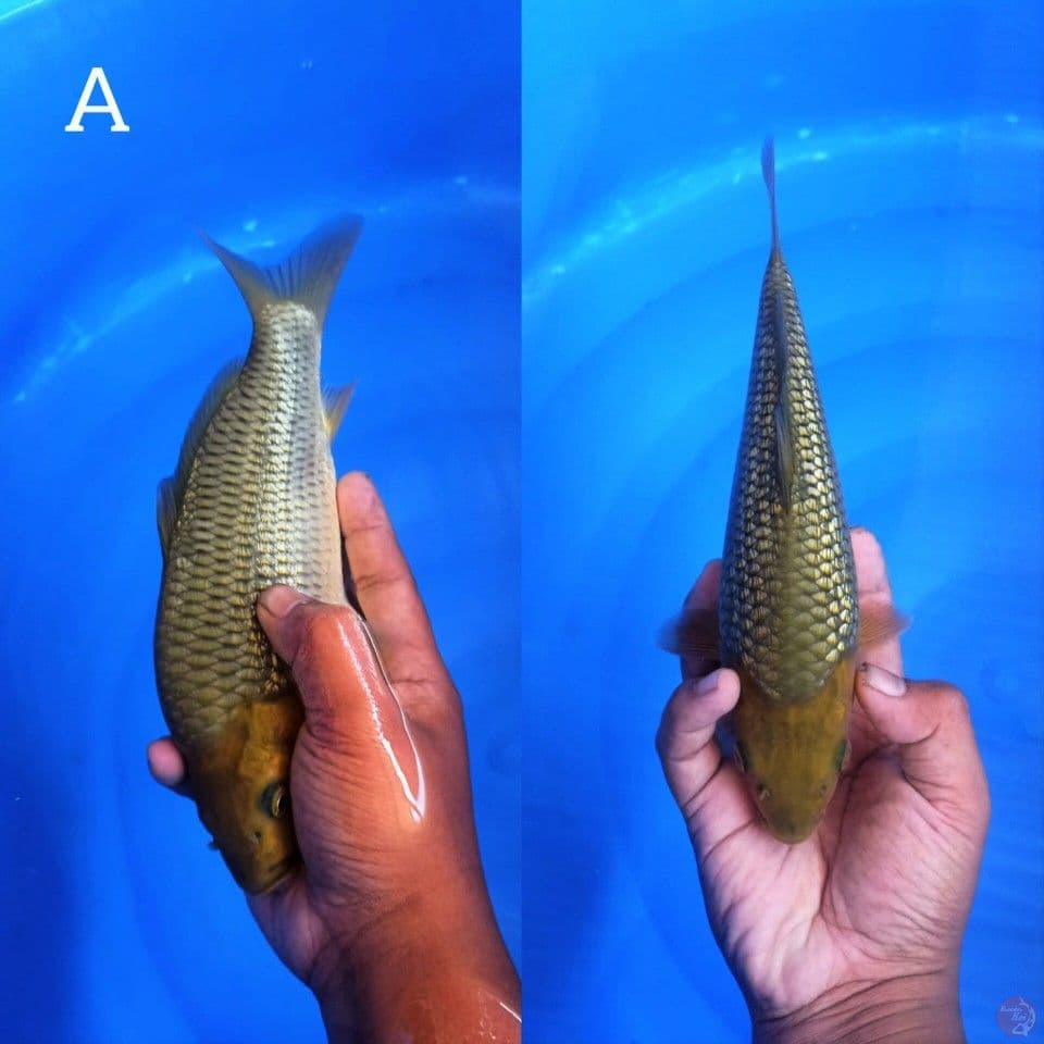 EDISI KHUSUS • 25CM • MUNUK JUMBO TOSAI
