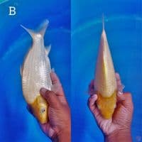 EDISI KHUSUS • 30 BU • MUNUK JUMBO TOSAI