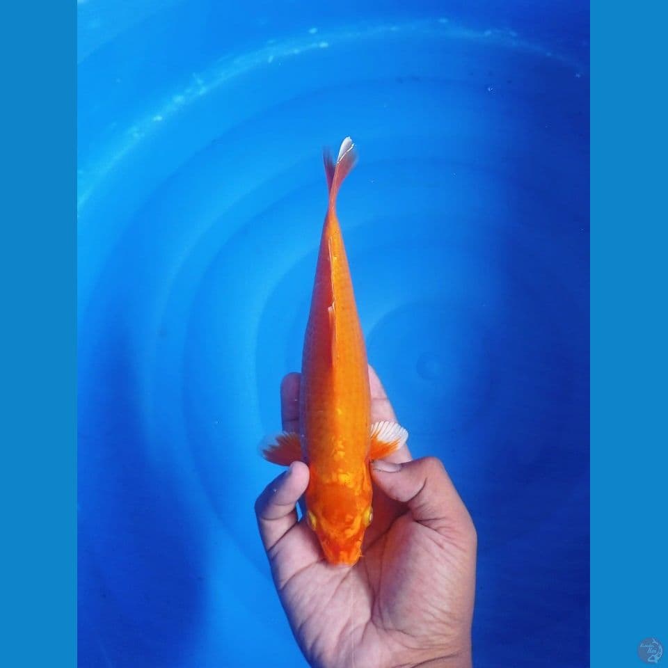 PENJINAK • 23 CM • ORENJI