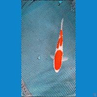 kohaku Minion 19cm