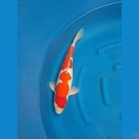 kohaku SQ 55cm