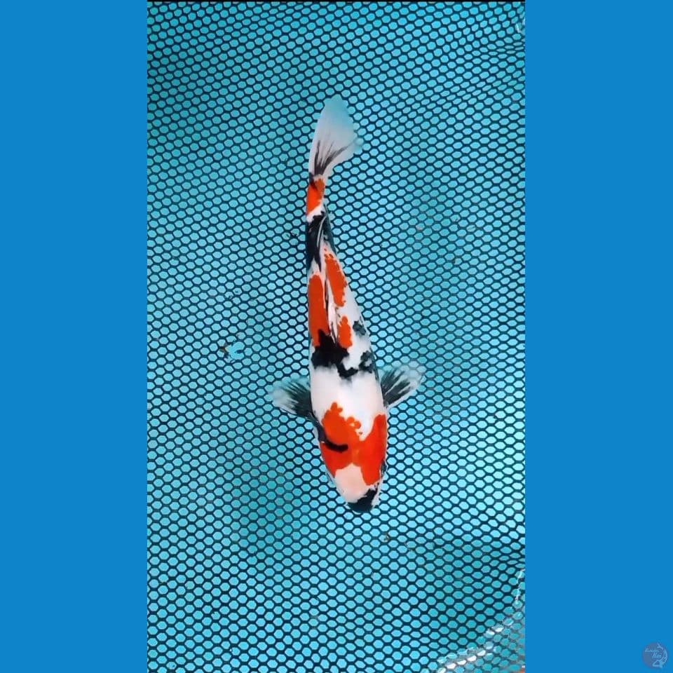 Showa sansoku 22cm