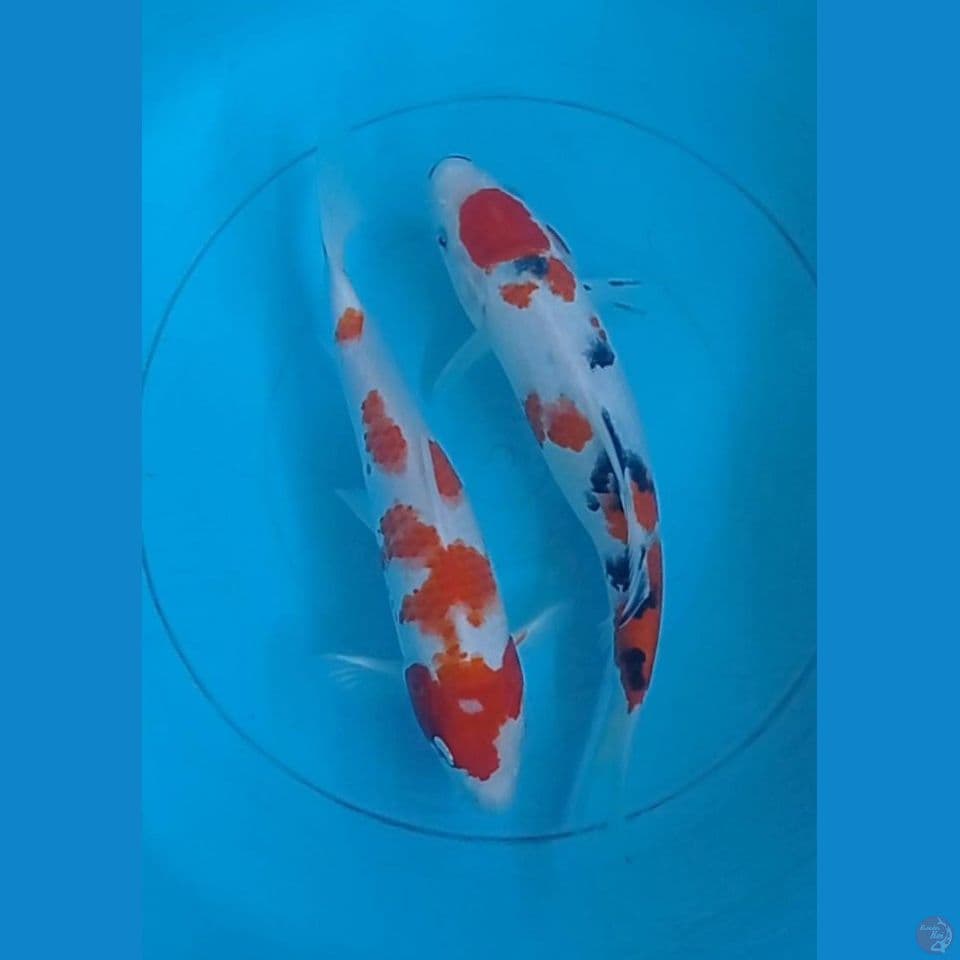 kohaku sanke