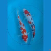 kohaku sanke