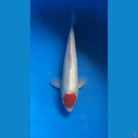 tancho kohaku 30 cm male