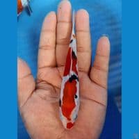 Showa doitsu murni 13cm