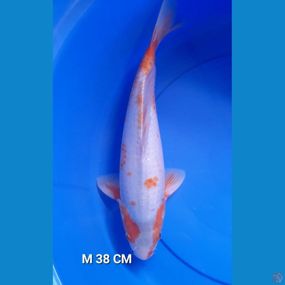 M38CM Sabikoyo kannoko