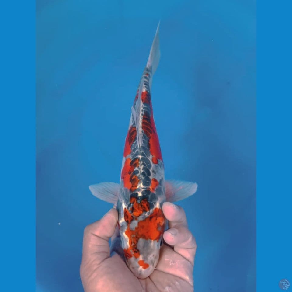 KIKO 34CM