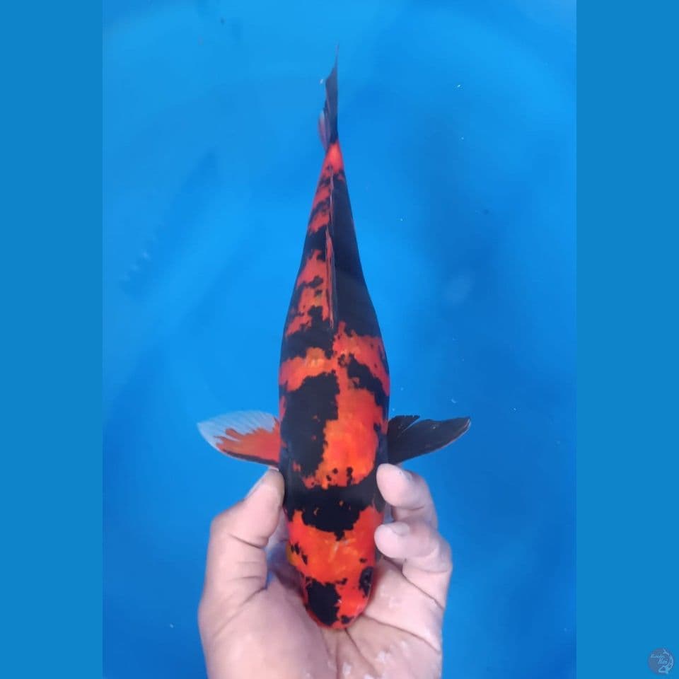 HI UTSURI 35CM