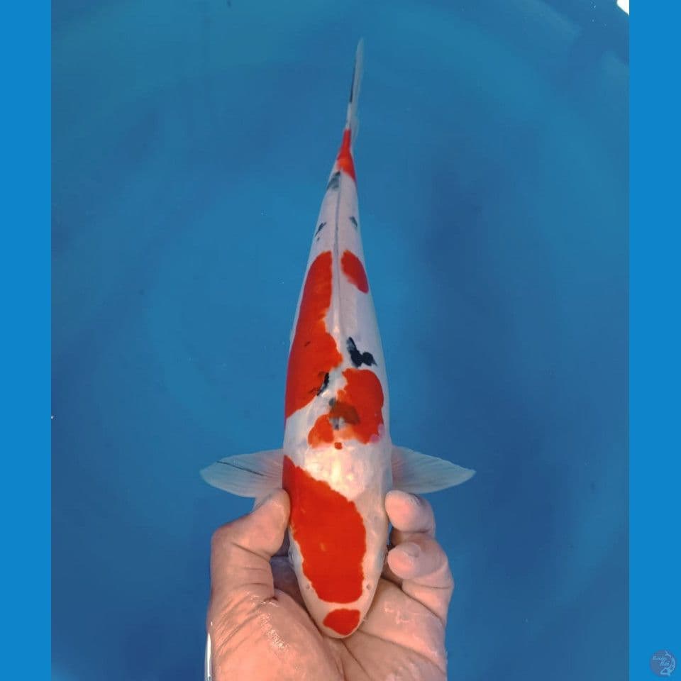 DOITSU 37CM