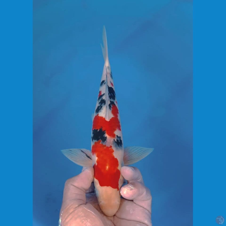 SANKE 32CM