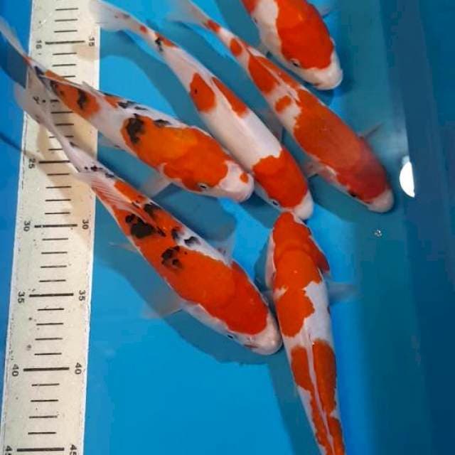 MIX KOI 23 SAMPAI 25 CM