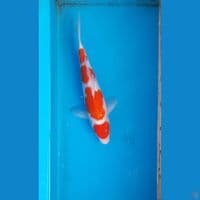 maruten kohaku