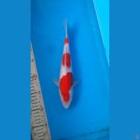 kohaku