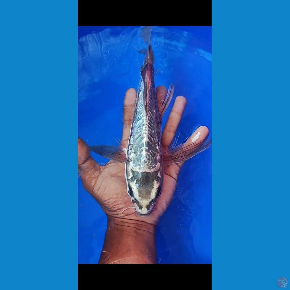 kumpay aragoke 33 cm
