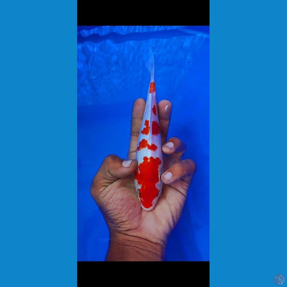 kohaku HQ 20 cm