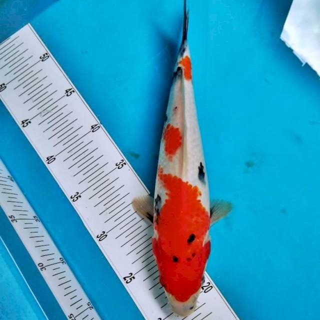 showa 1