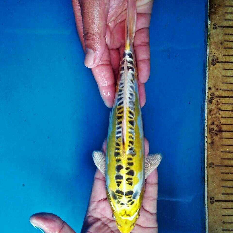 Hariwake