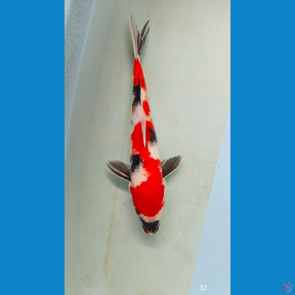 showa 32 cm