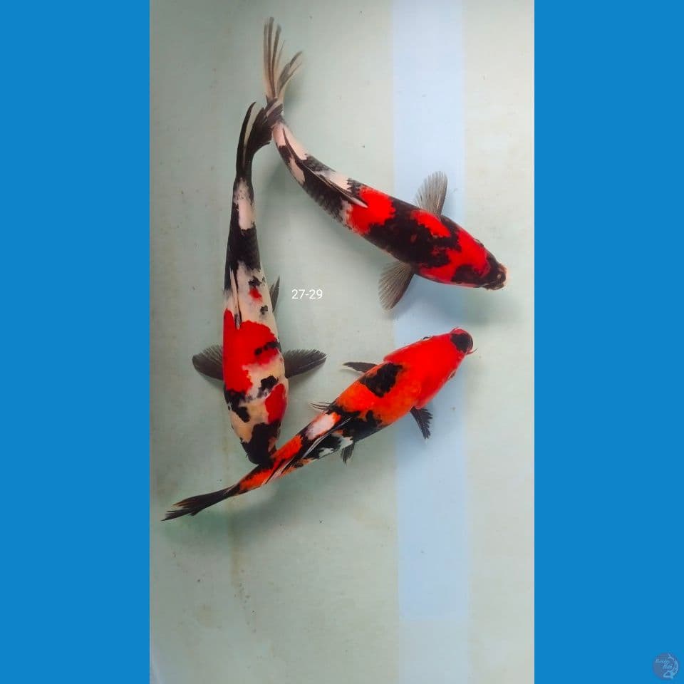 showa 27-29cm