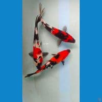 showa 27-29cm