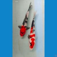 showa 27-29cm